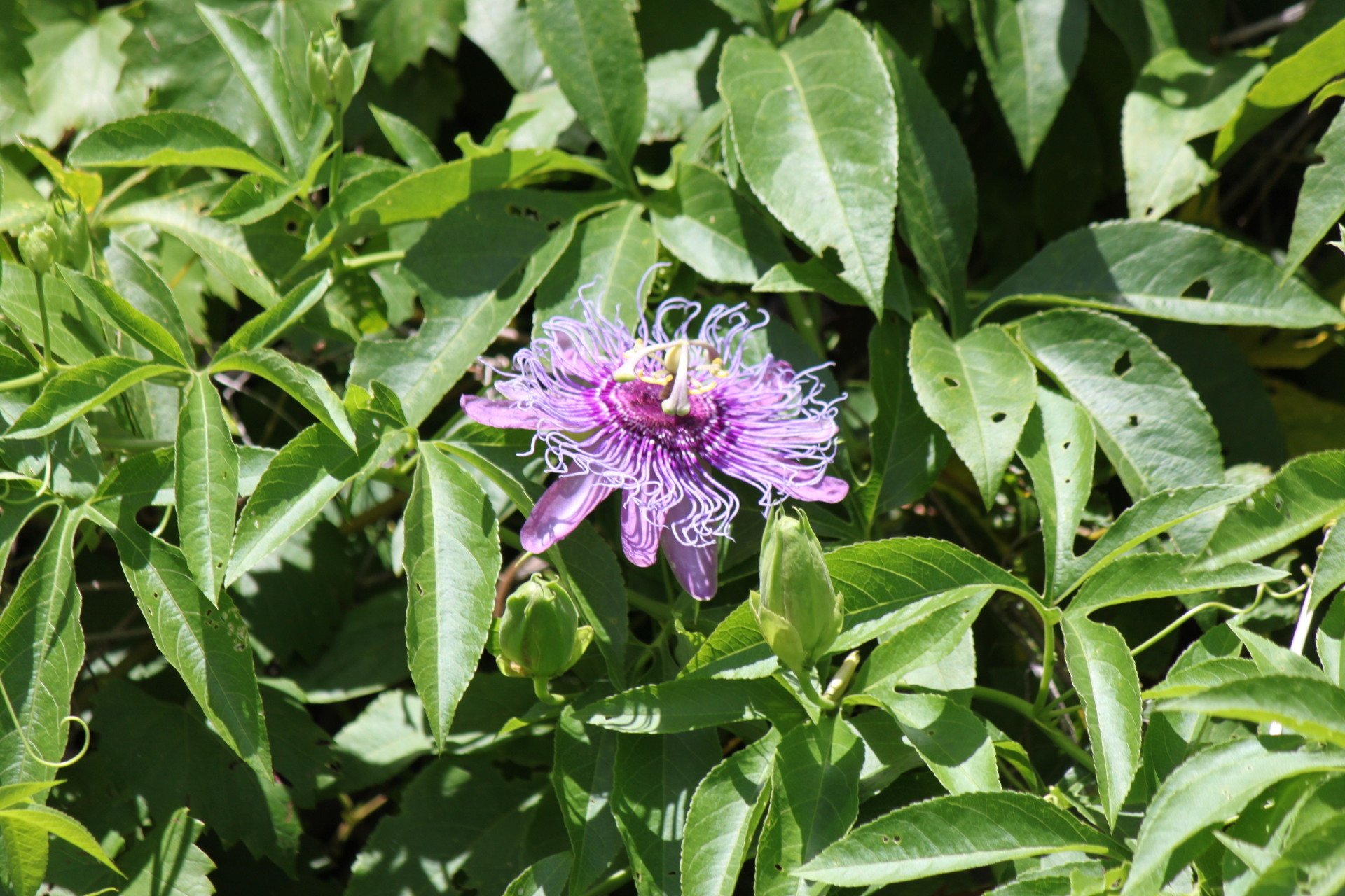 Plant Nursery Savannah, GA Savannah’s Secret Gardens