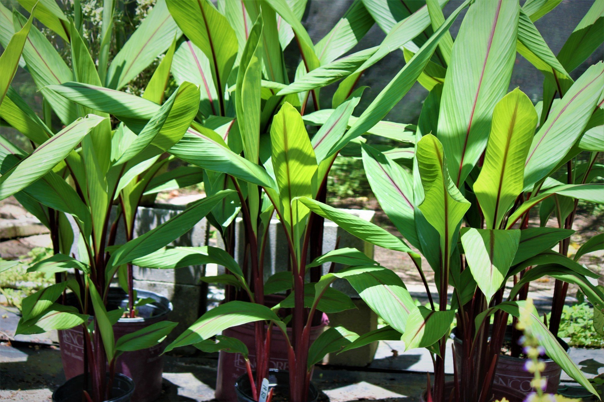 Plant Nursery Savannah, GA Savannah’s Secret Gardens