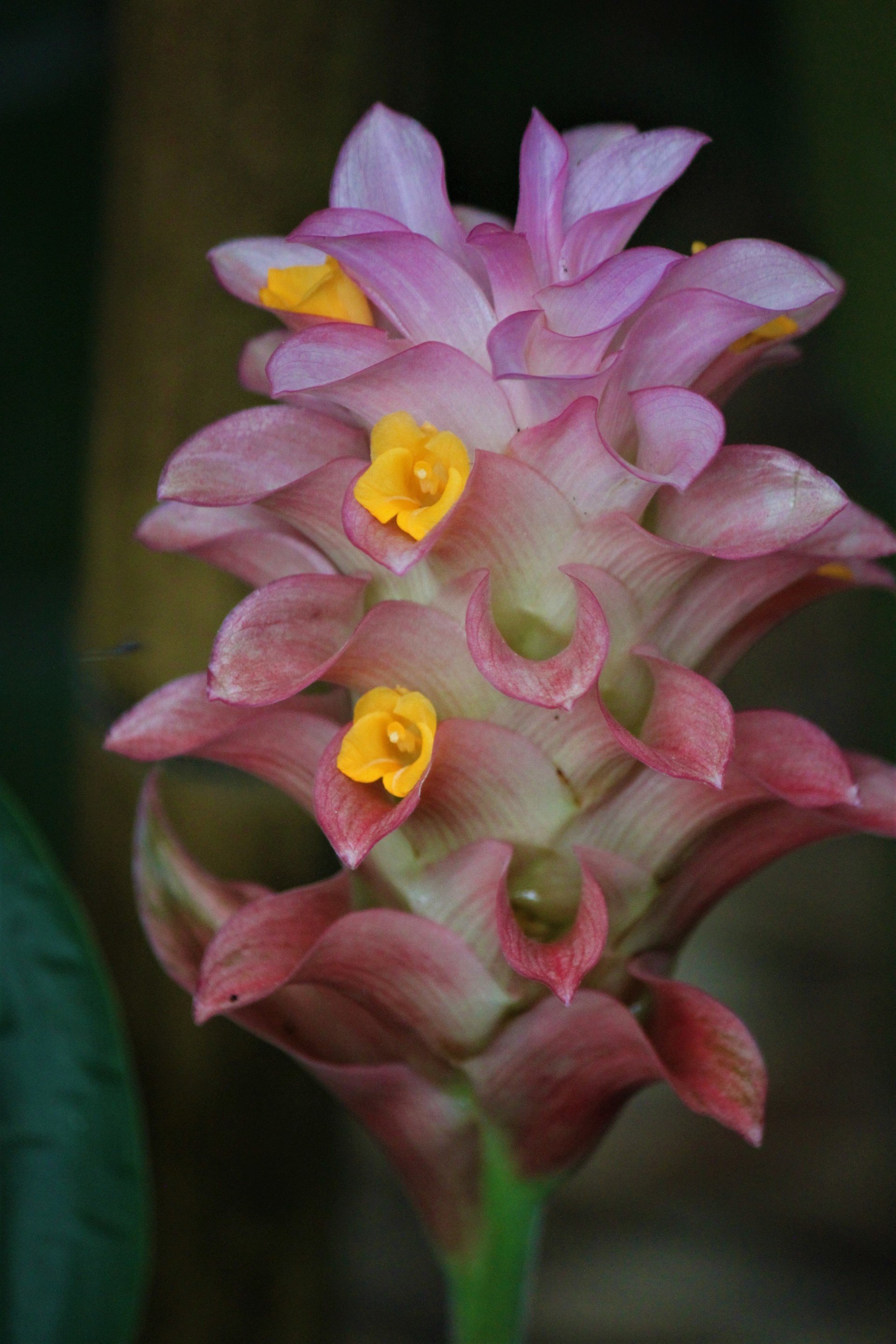 Plant Nursery | Savannah, GA | Savannah’s Secret Gardens