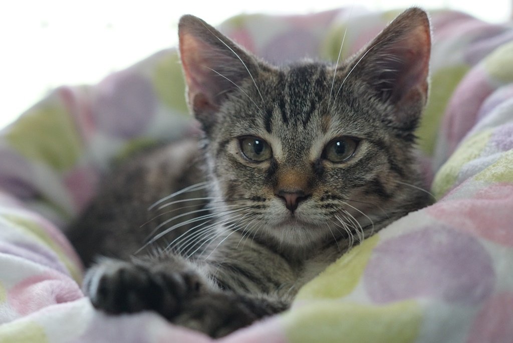 Shelter volunteer gives pet a “new leash on life