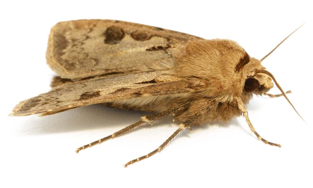 Moths In Kitchen Cupboards Uk Moths In Kitchen Cupboards Uk
