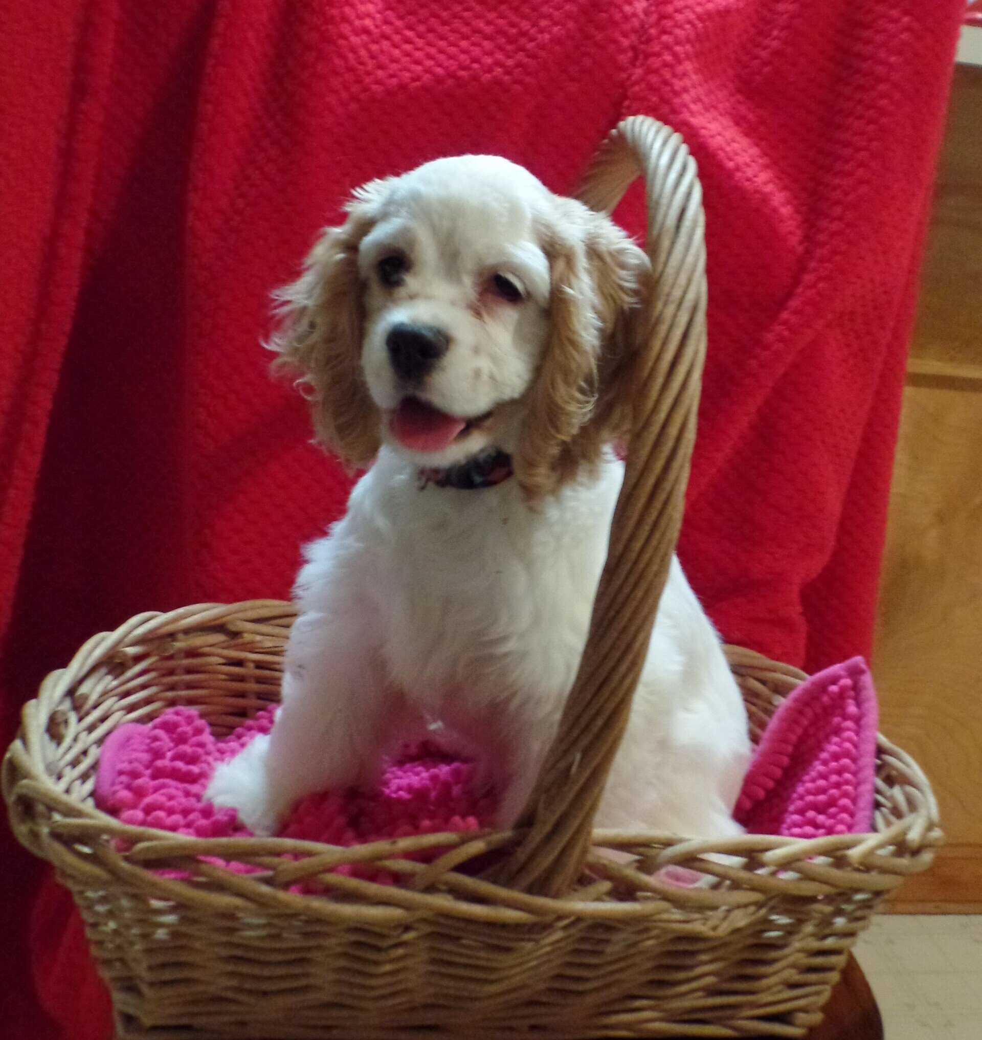 AKC Cocker Spaniel Breeders Mt Airy NC