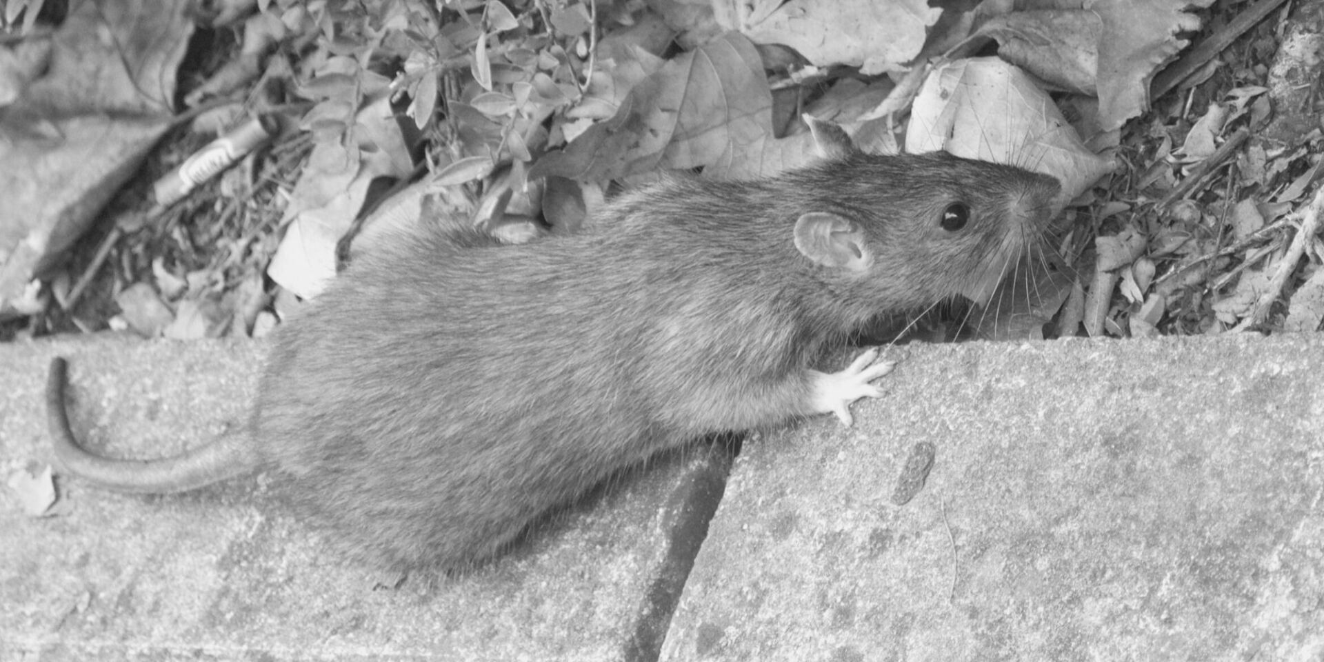 The Bristol Rat Company