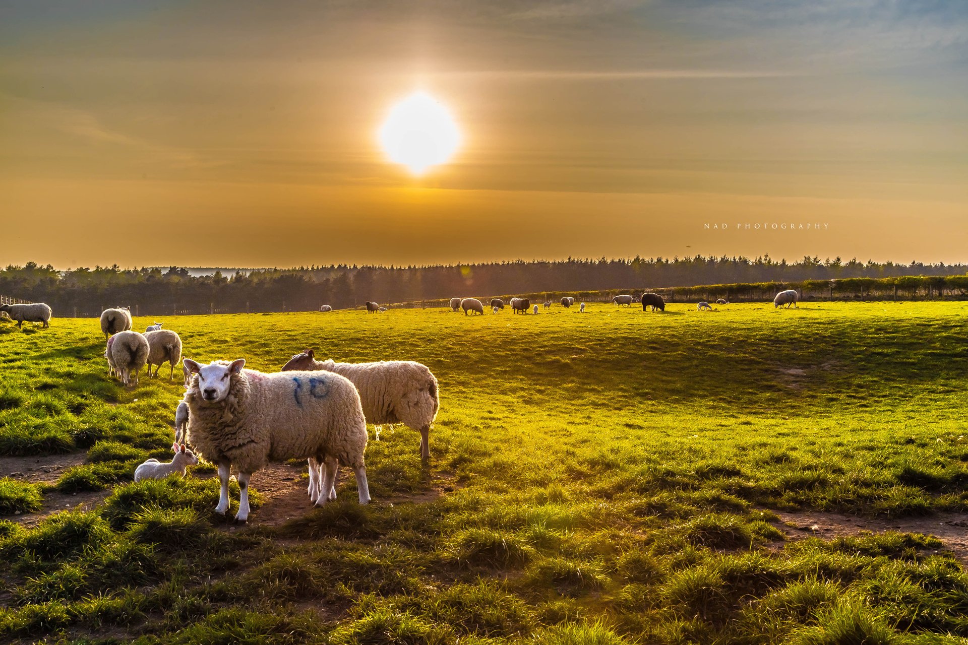 High Rigg Farm BEADLAM RIGG :: High Farm, Beadlam Rigg, Remote Holidays in North Yorkshire