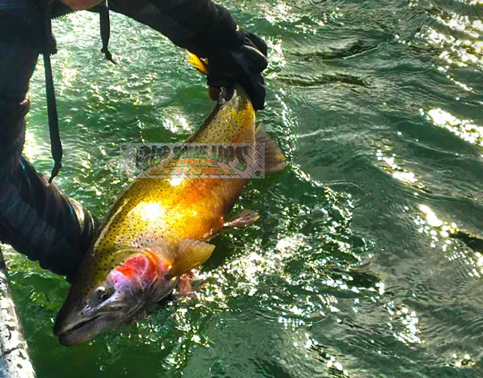 Wynoochee River Fishing Guides Rip Some Lips Guide Service