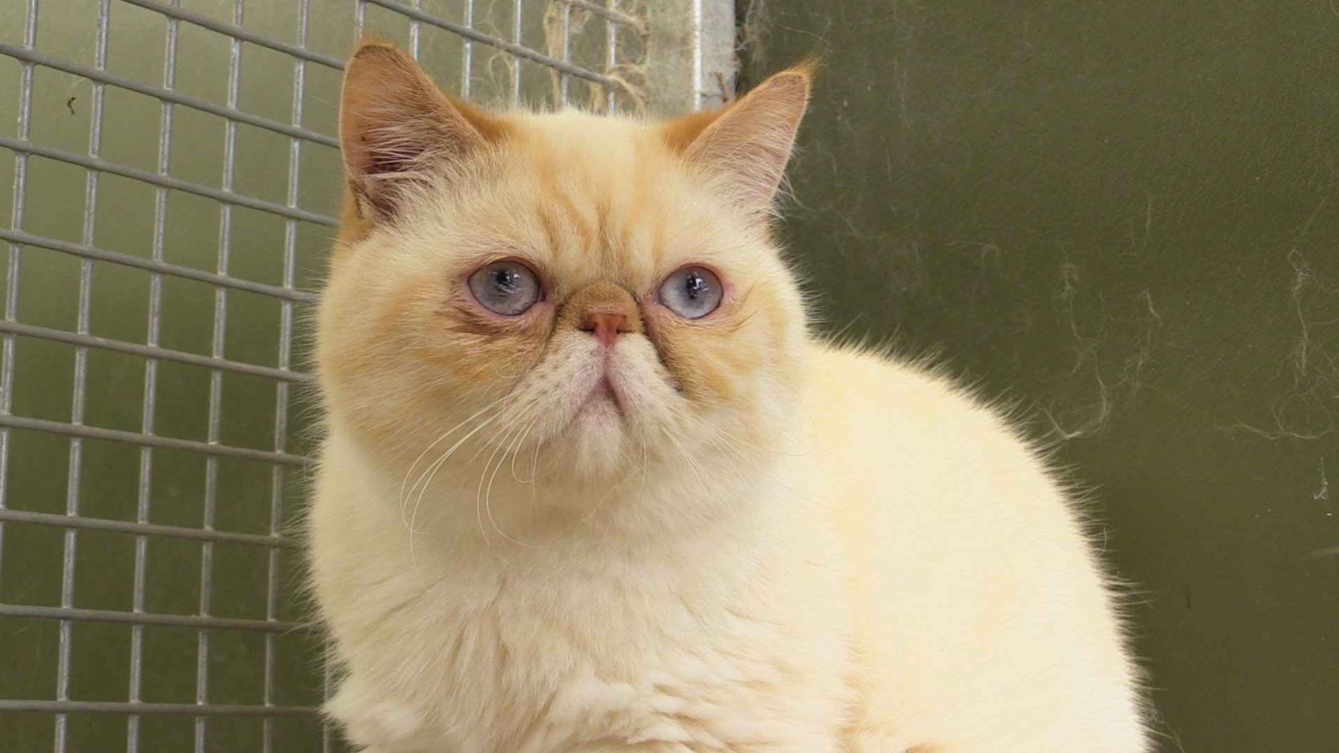 Pedigree cat breeds in Swardeston