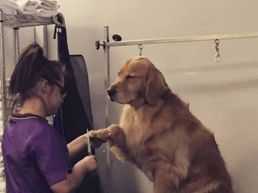 Dog Groomer Program Bingo Institute of Grooming