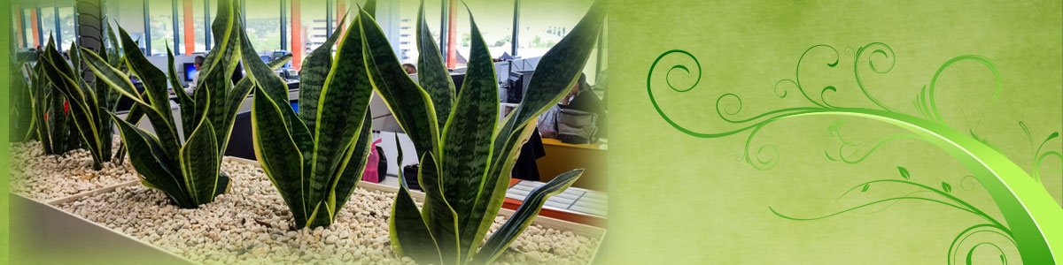 jindalee indoor plant service jindalee indoor plant service