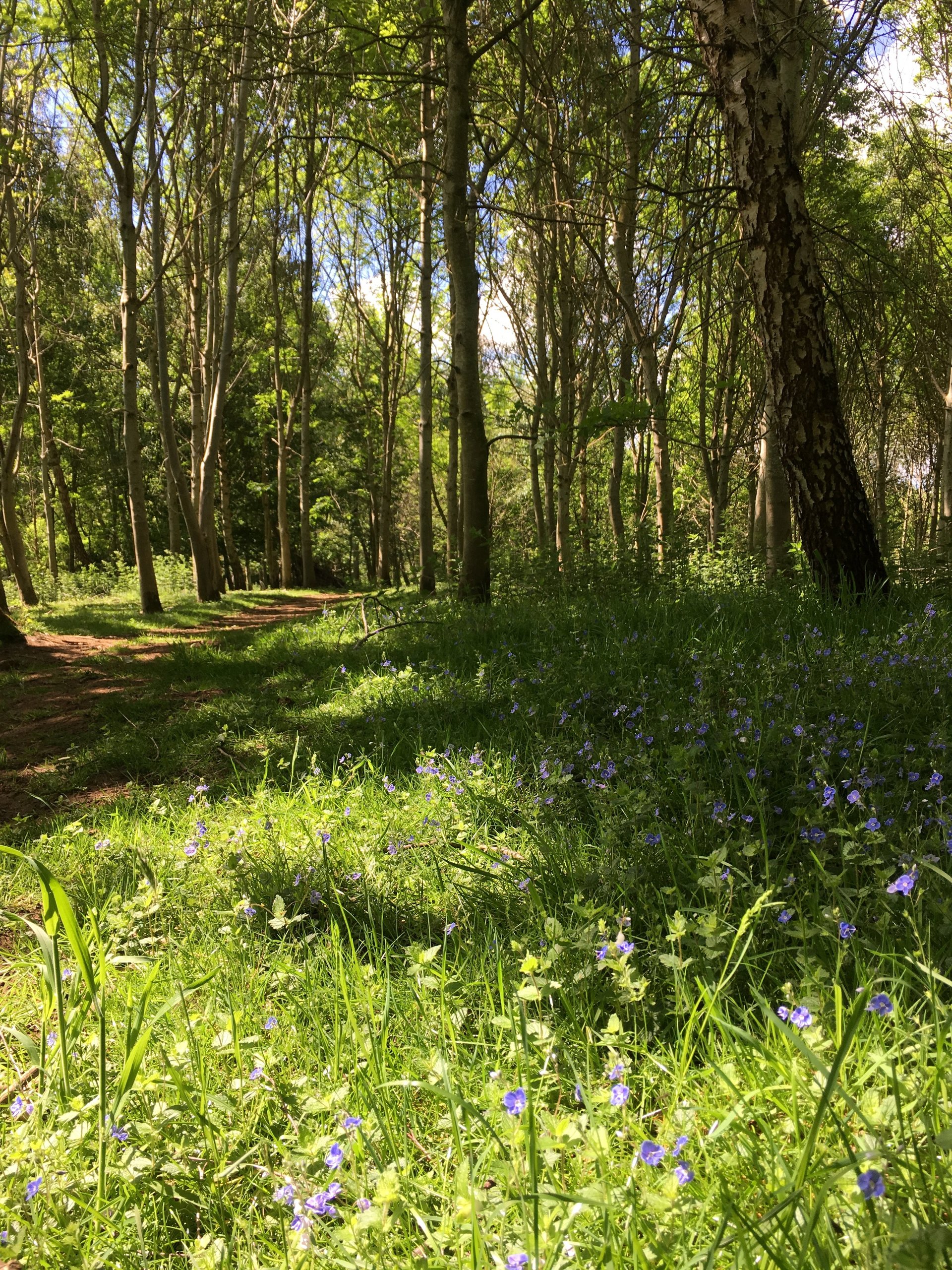 Wensleydale Camping at Aysgarth Falls