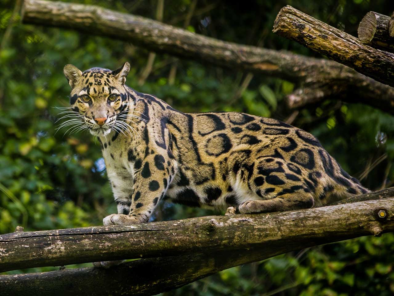 borneo malaysia has many great land adventures you can add on to