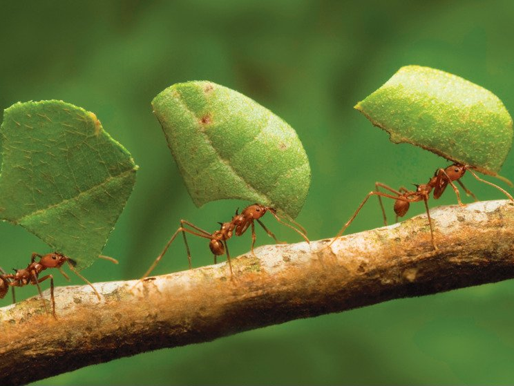 Davis Pest Control Services Ants Colonies & Ant Control