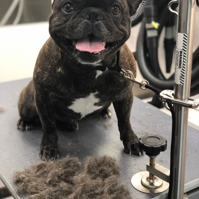 Mobile Pet Grooming Vans in Long Island The Ruff Life