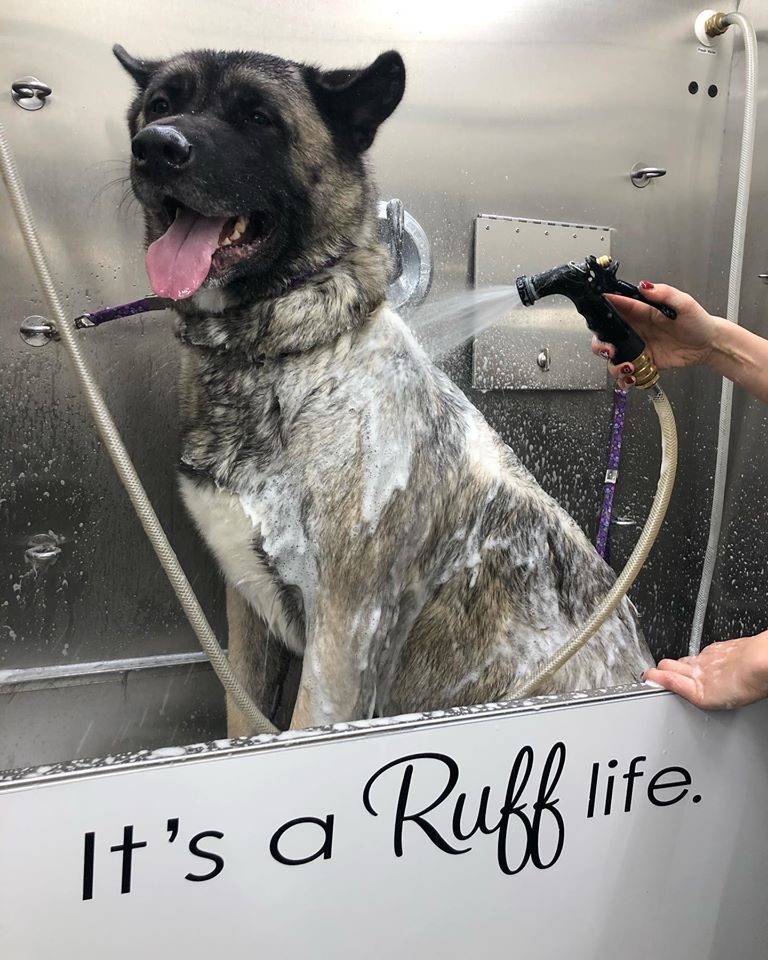 Mobile Pet Grooming Vans in Long Island | The Ruff Life