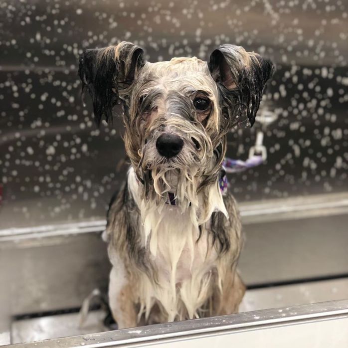 FAQs Best Dog Groomers New York