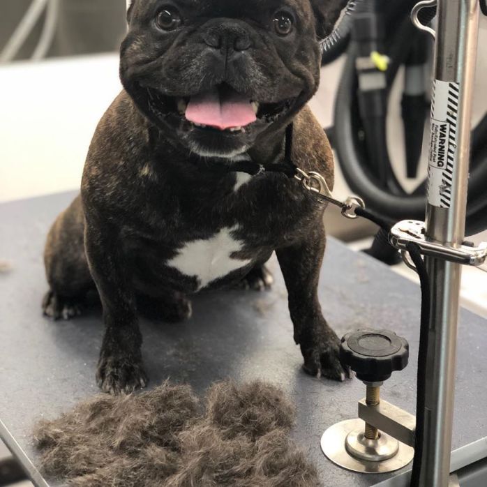 FAQs Best Dog Groomers New York