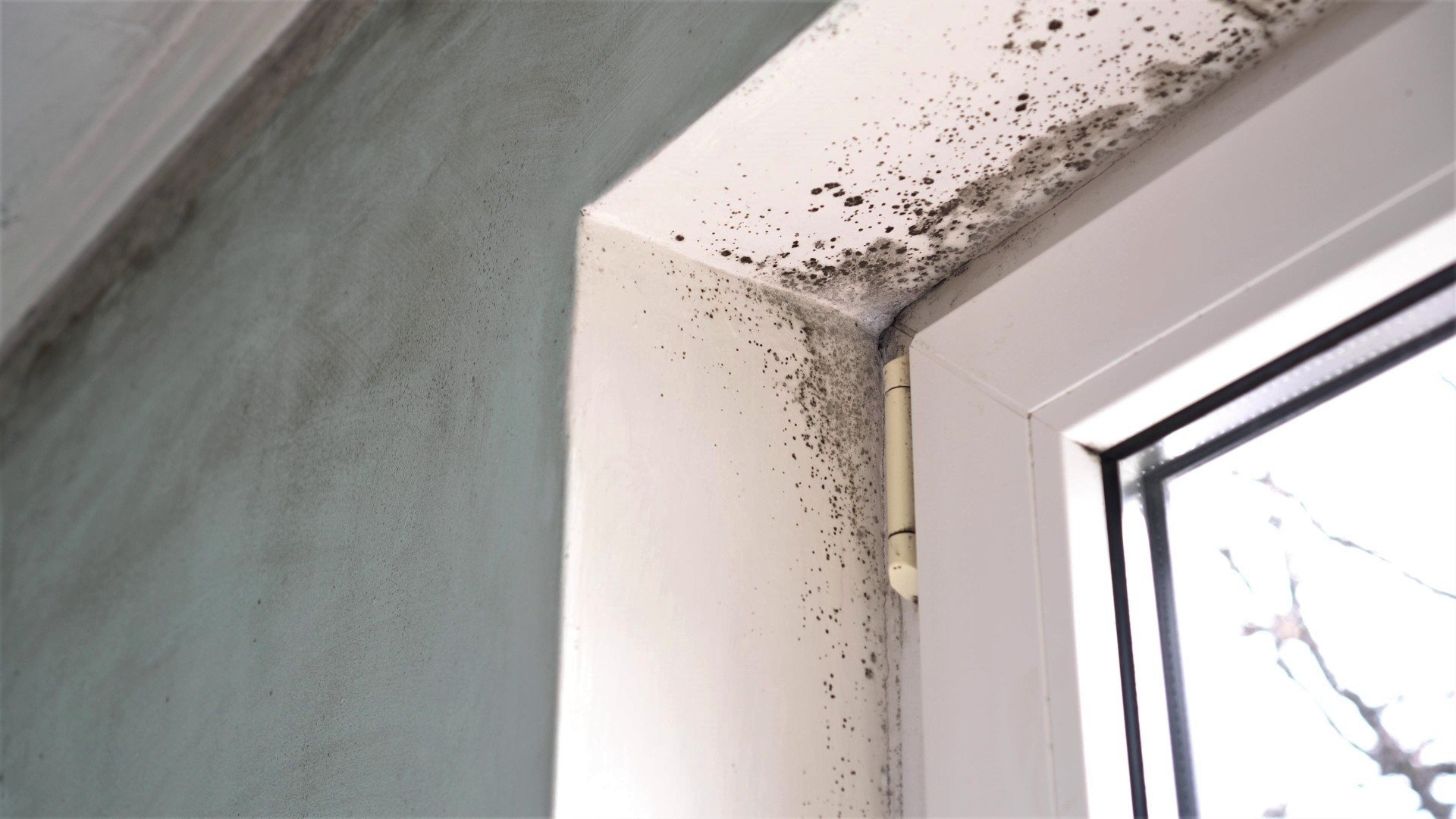 home remedy for mold removal