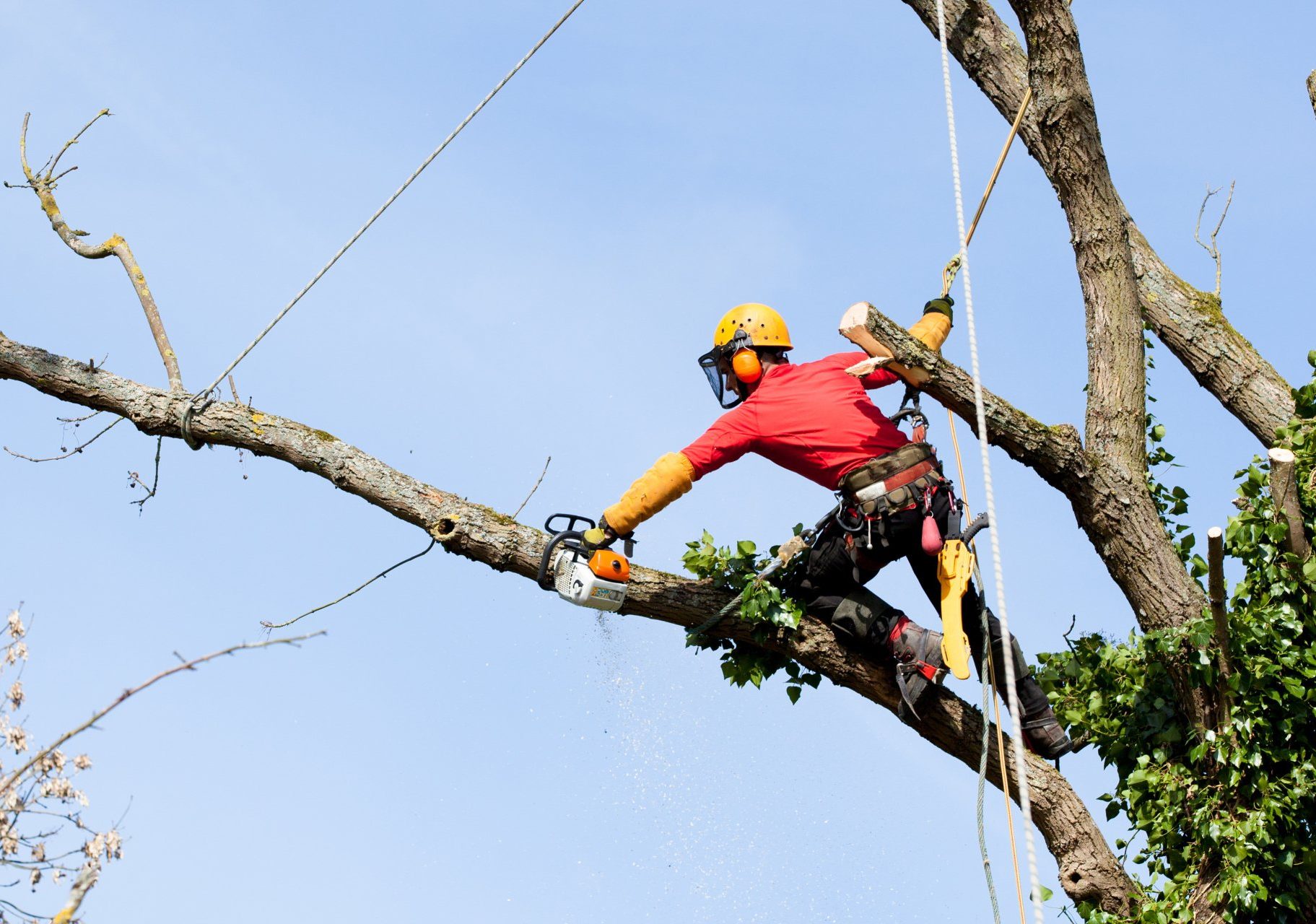 Tree Trimming | Midlothian, VA | Woodchuckers Tree Service