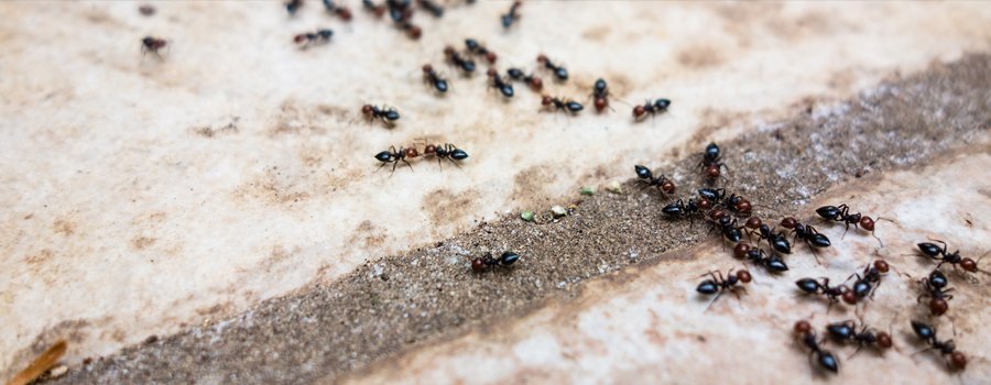 Pest eradication in Taupo