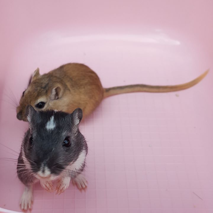 Gerbil care