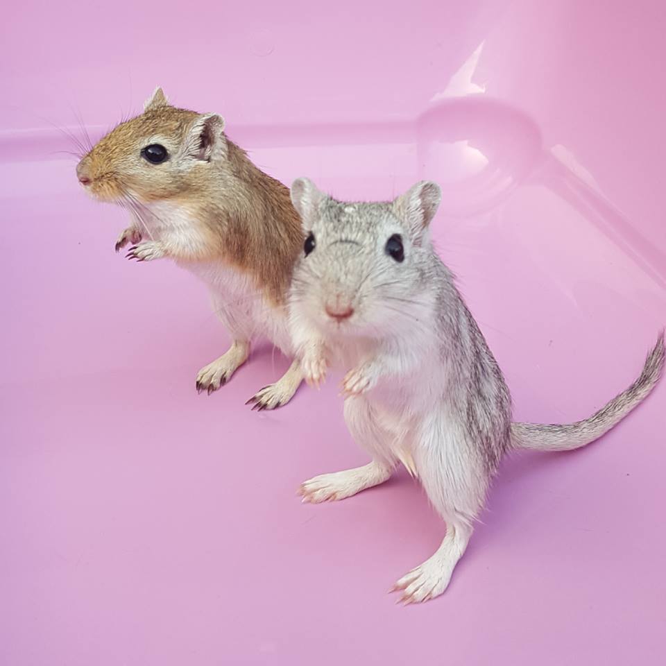 Gerbil care
