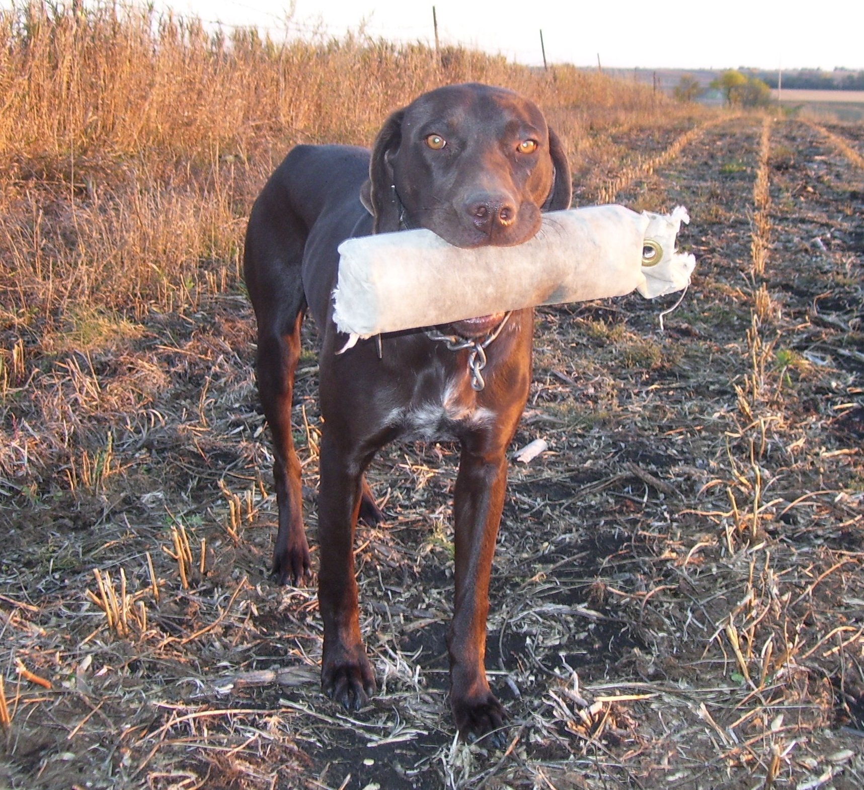 South Dakota Pheasant hunting, South Dakota Pheasant Hunt, Hamiln County