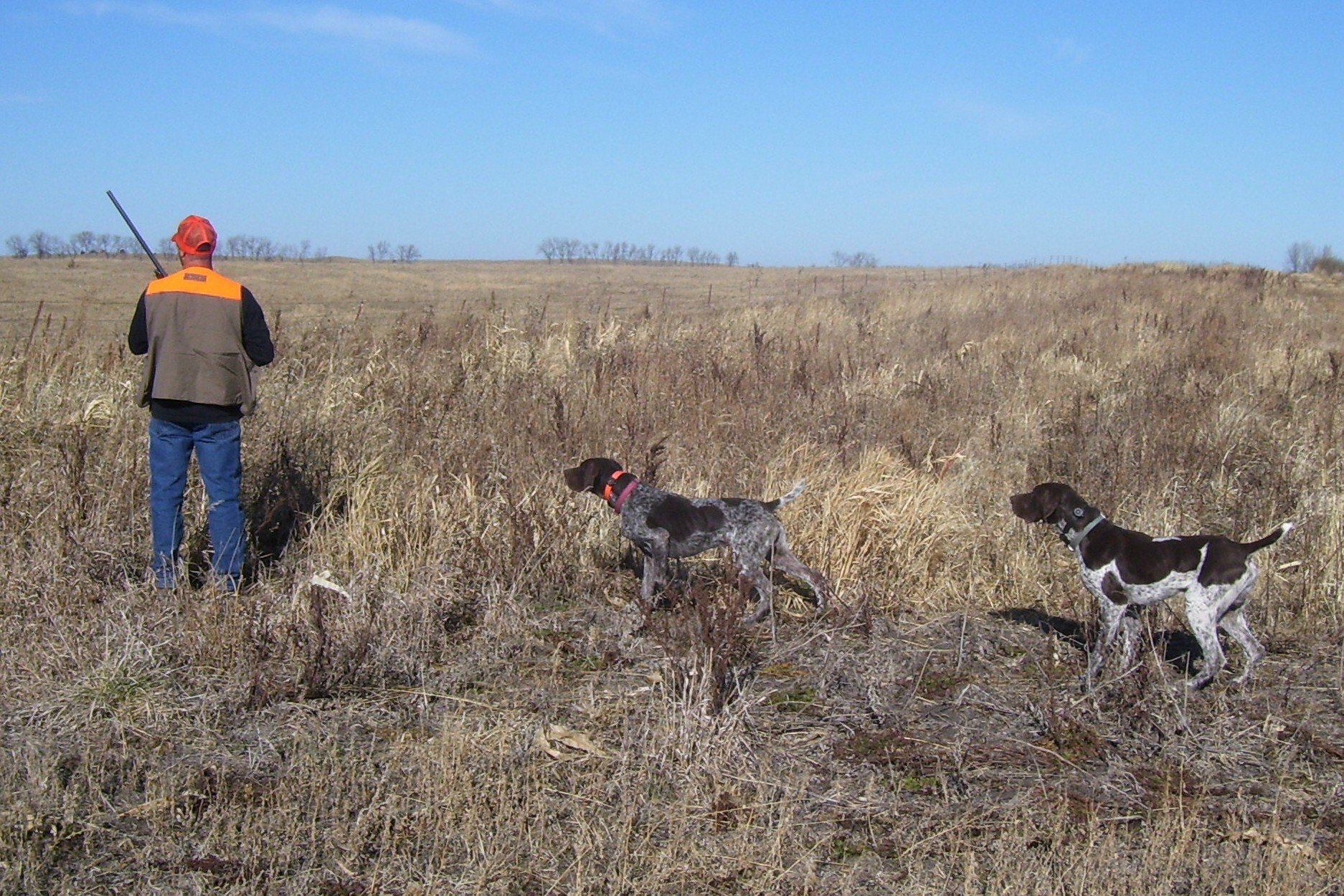 Pheasant Hunting Photos