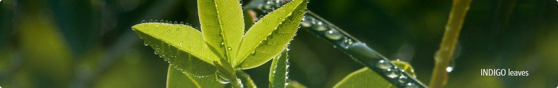  Enhance beauty with Indigo leave 