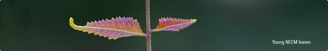 Enhance beauty with neem leaves