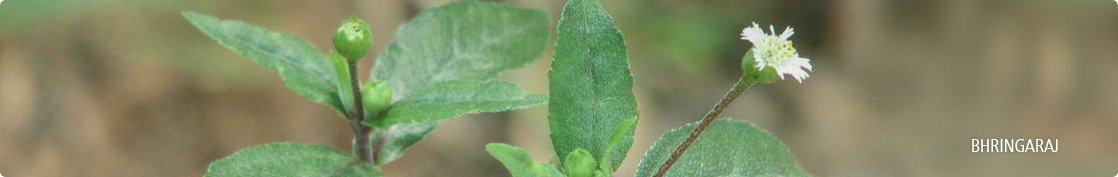 Enhance beauty with Bhringraj