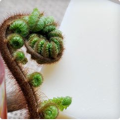 Natural soap of Lasonia