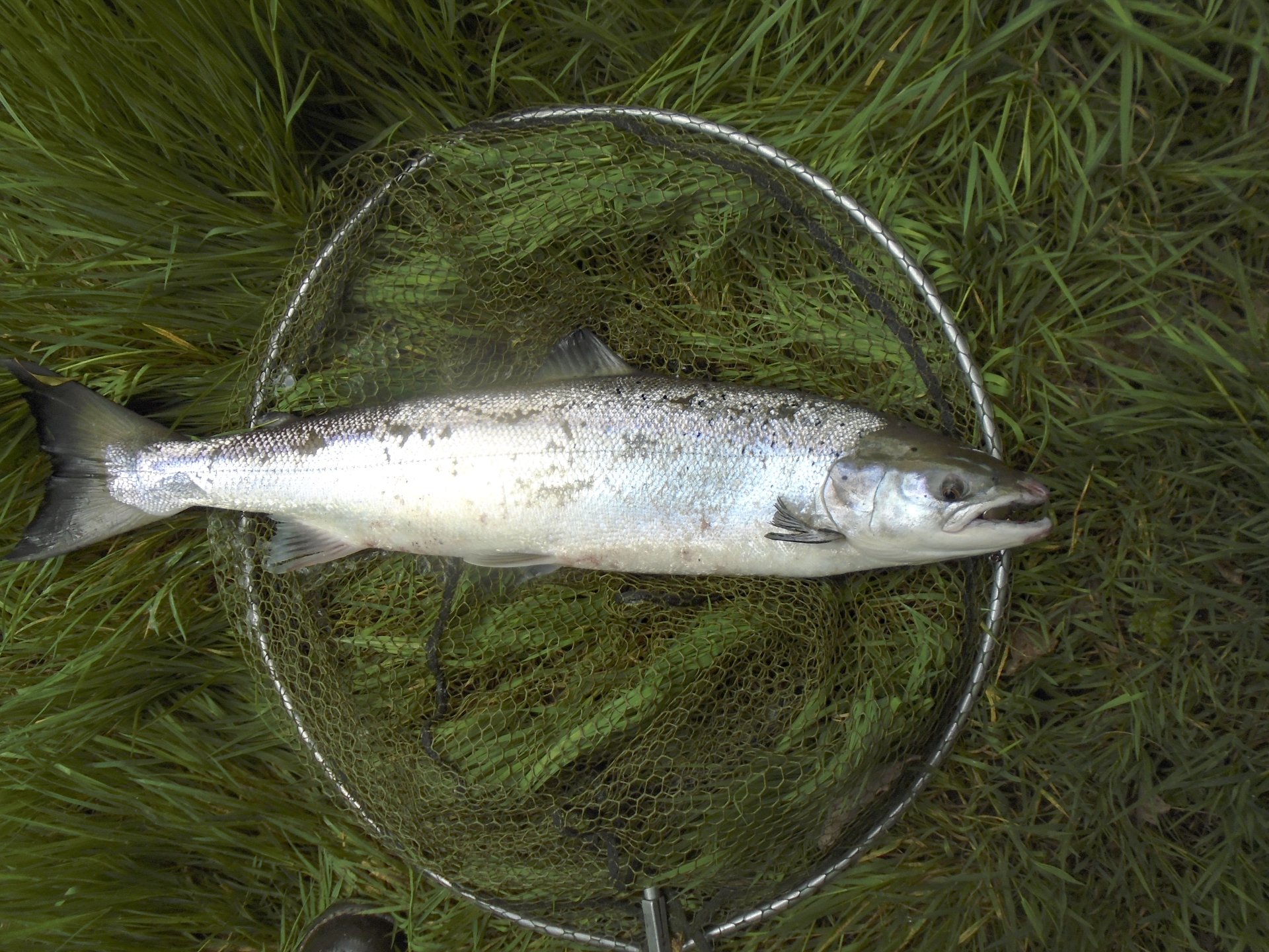 Sea trout fishing, River Esk, North Yorkshire, membership