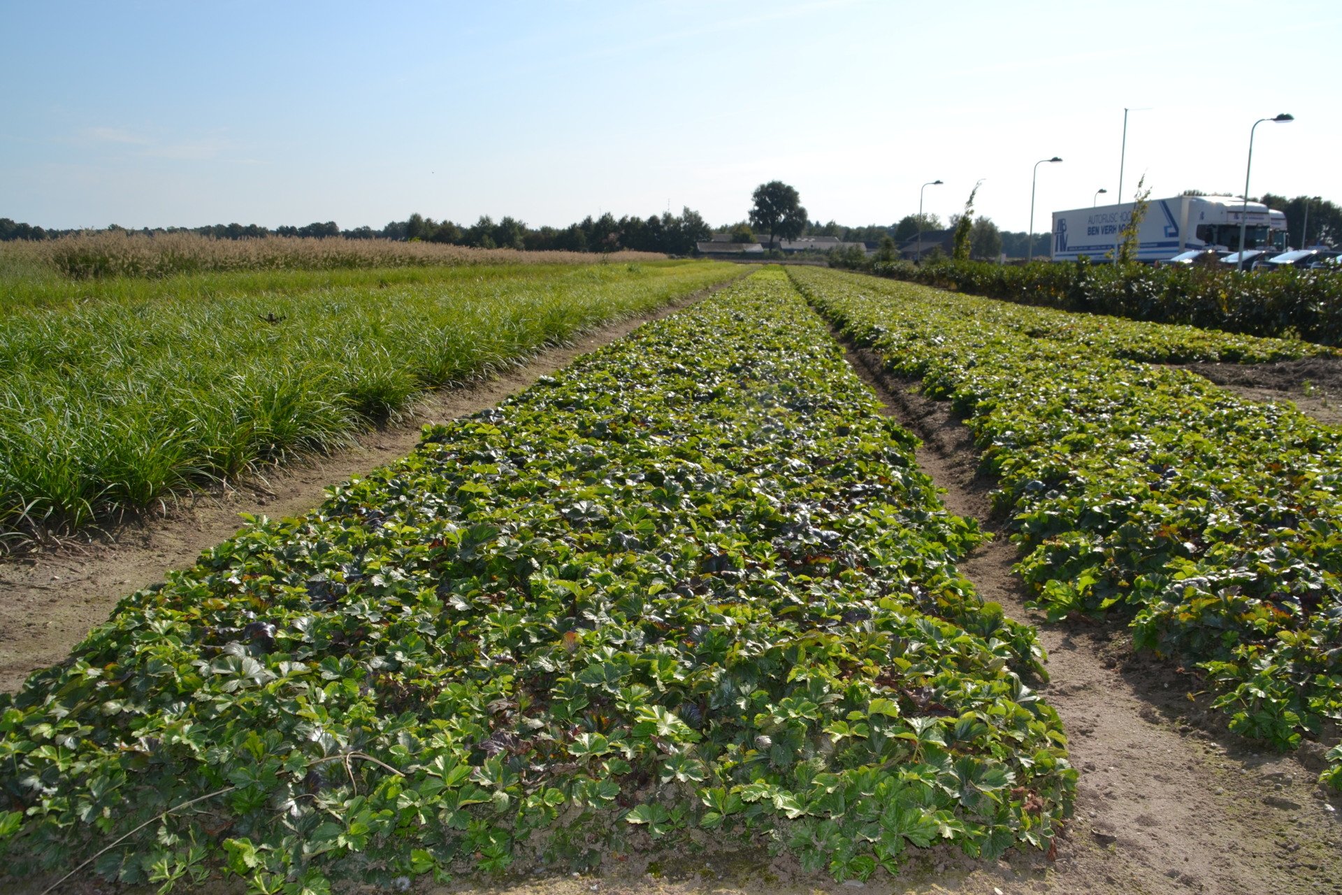 Waldsteinia Spezialisierung J.A.C. Cuttings