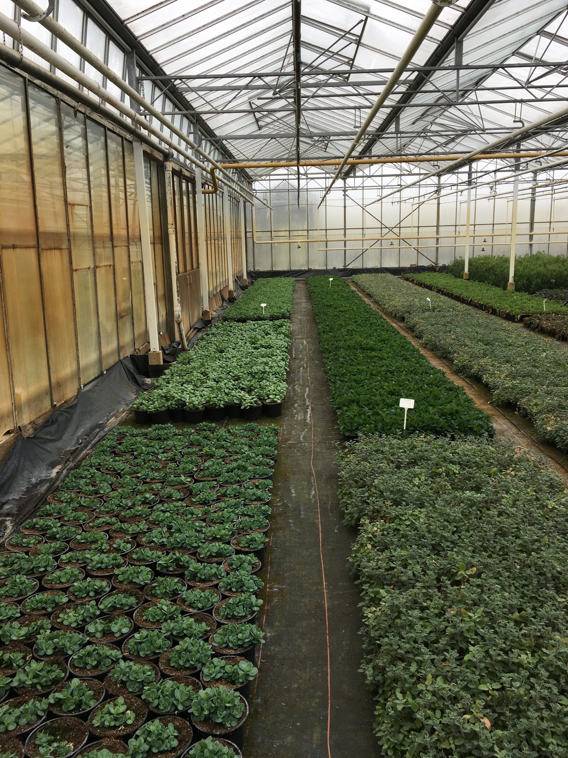 Parent plant stocks J.A.C. Cuttings