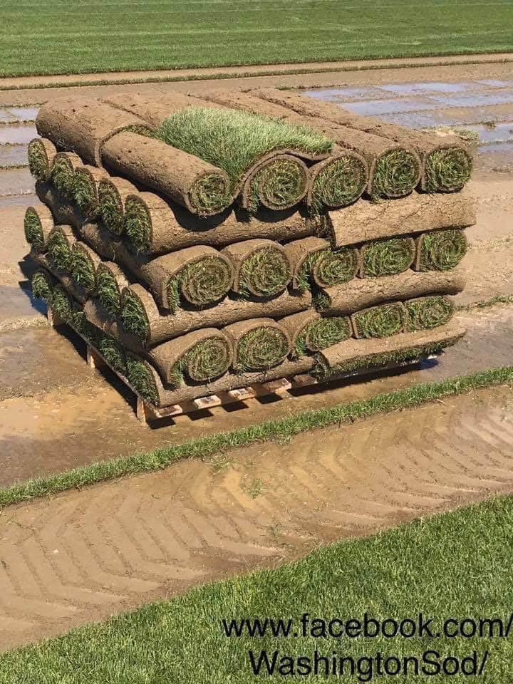 Install Sod Tips Washington State Washington Sod and Turf