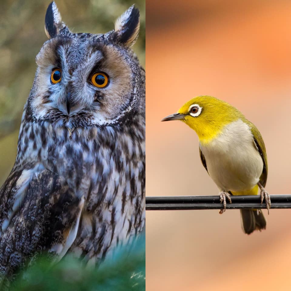 Vogel Ohren Vogel Ohren