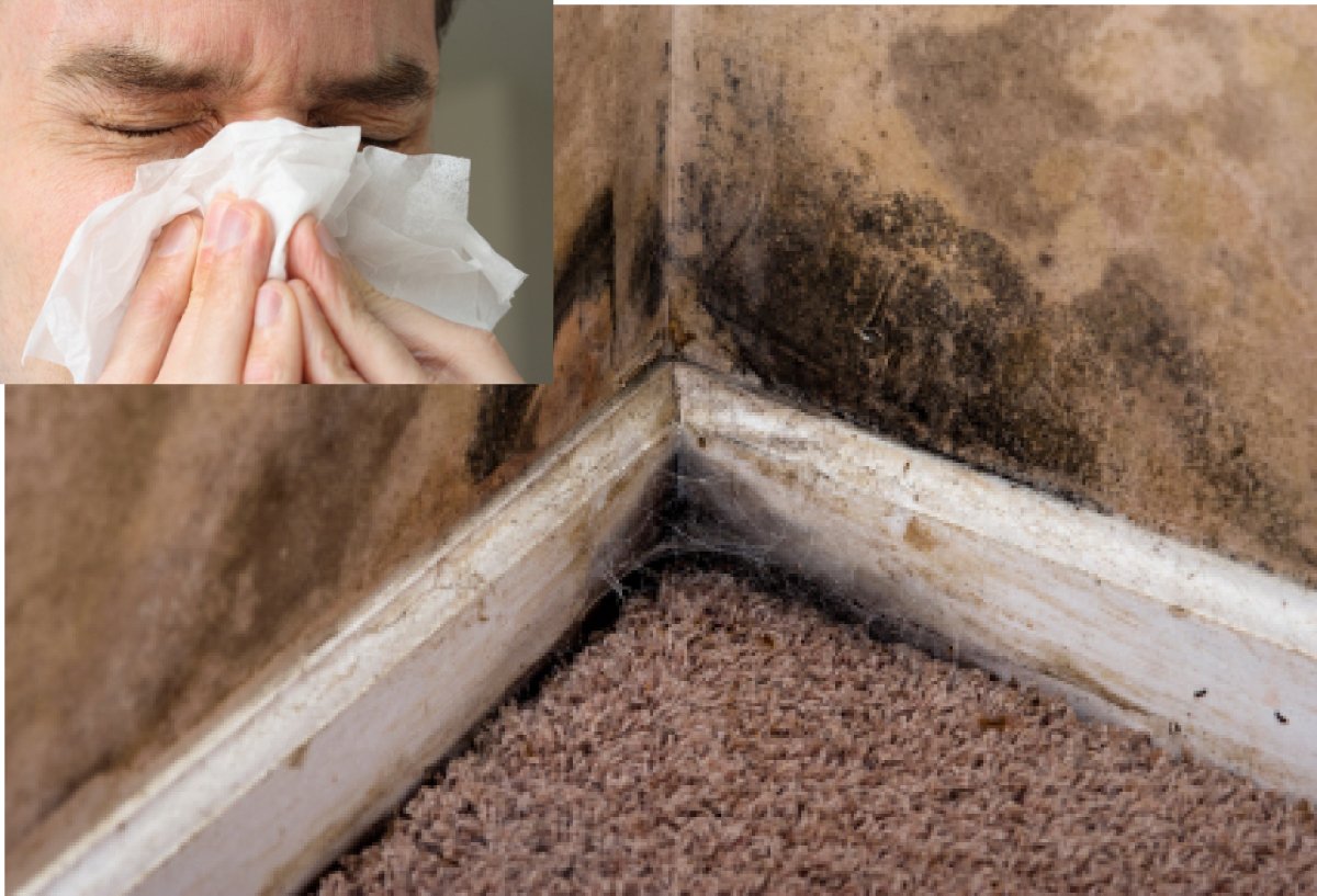 Water Damage Restoration Miami Florida Flood And Moisture Problems That Can Lead To Black Mold