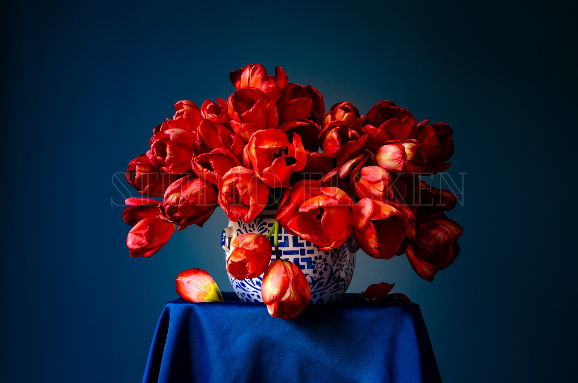 still life photo tulips