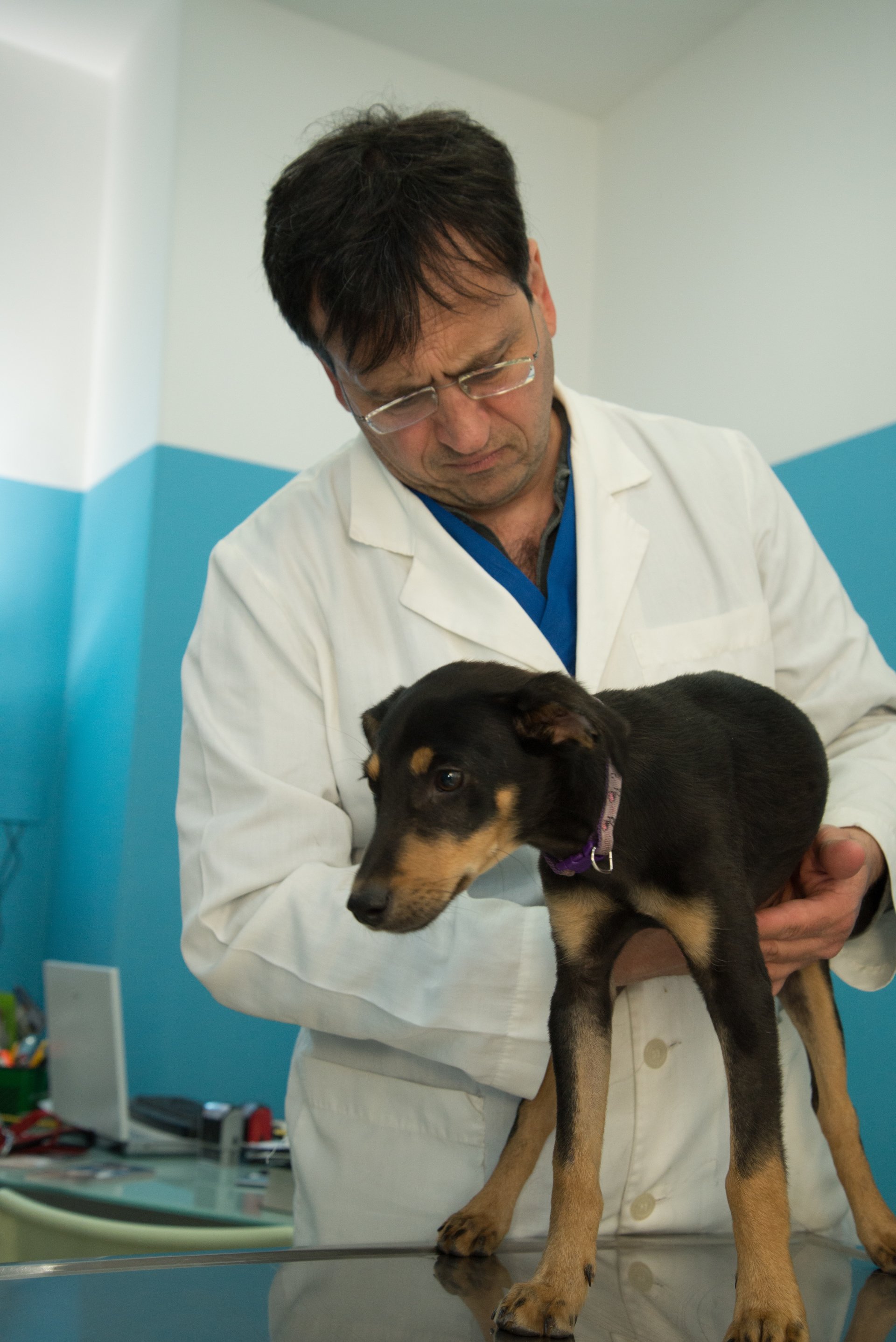 ambulatorio veterinario dott petta gaetano