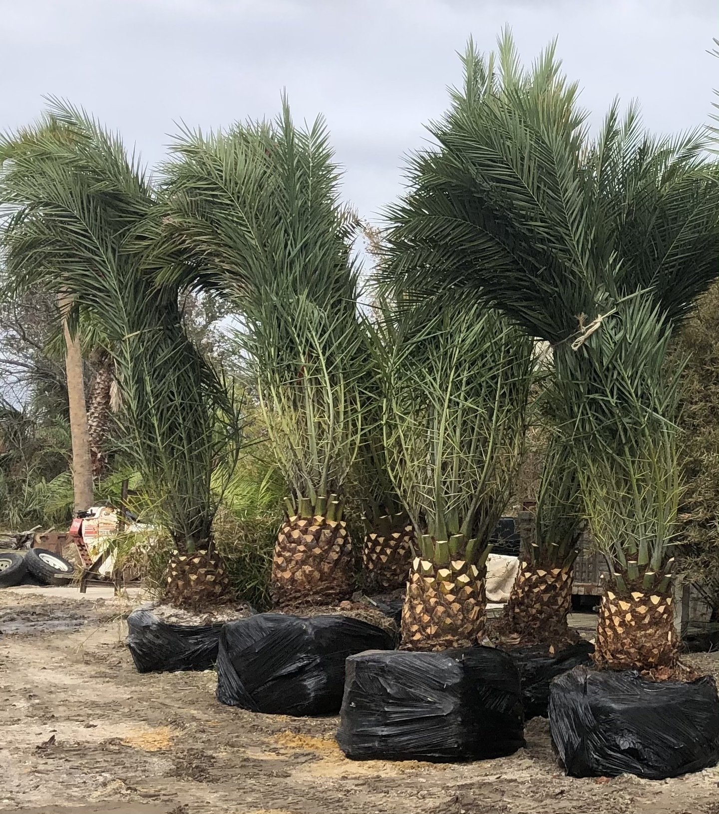 Palm Tree Service photos Bay Saint Louis, Mississippi South Beach