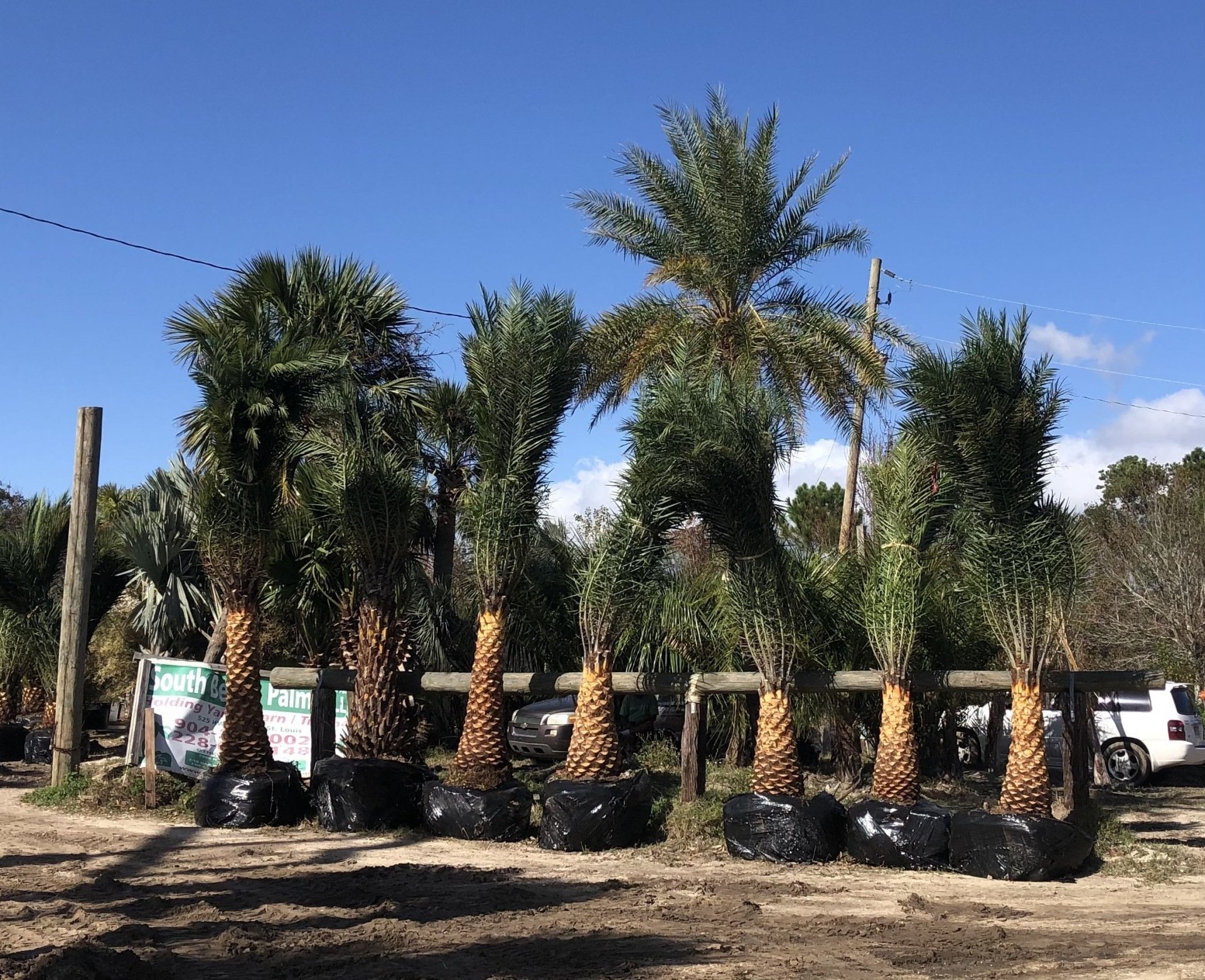 Palm Tree Service photos Bay Saint Louis, Mississippi South Beach