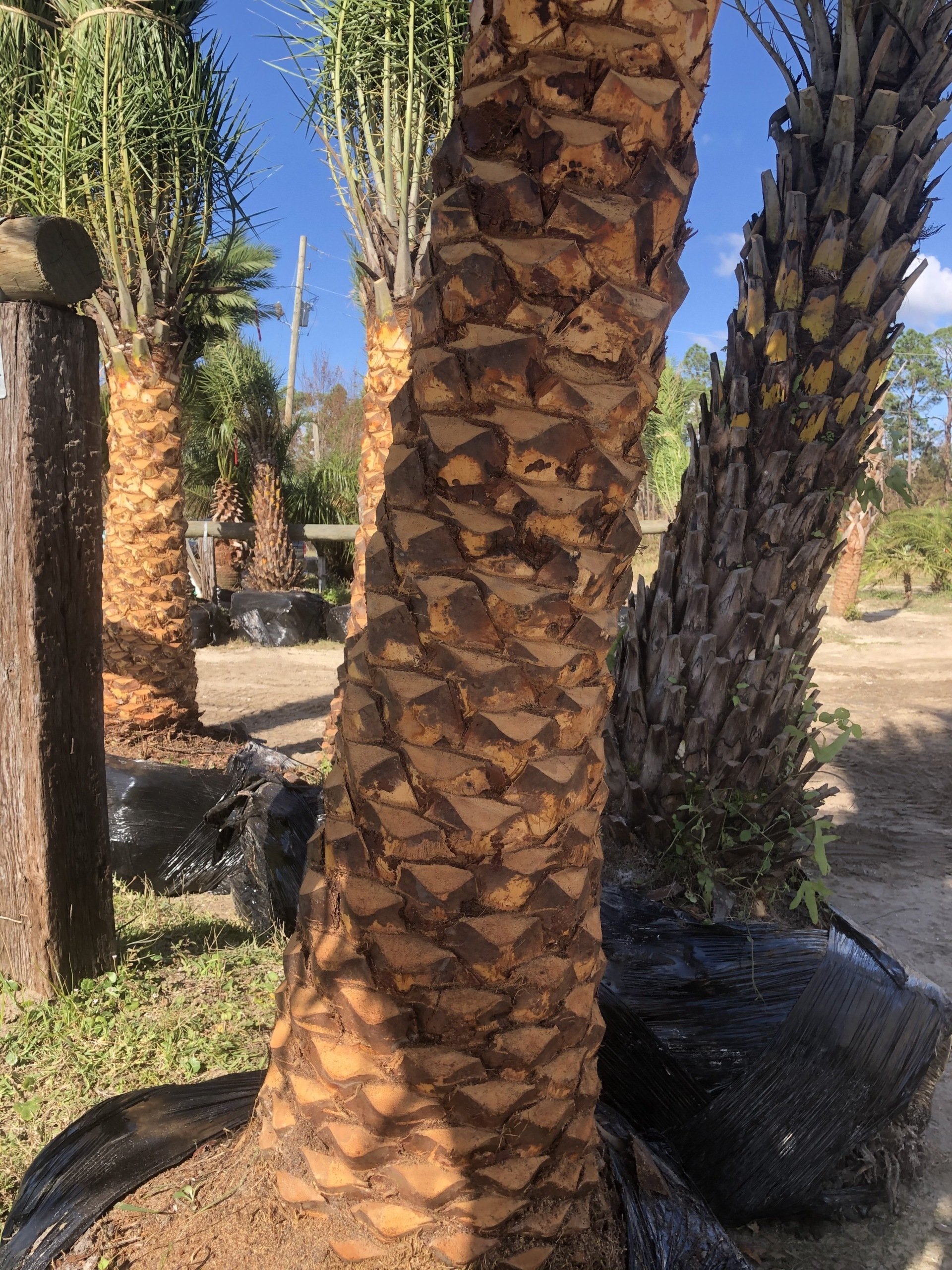 Palm Tree Service photos Bay Saint Louis, Mississippi South Beach