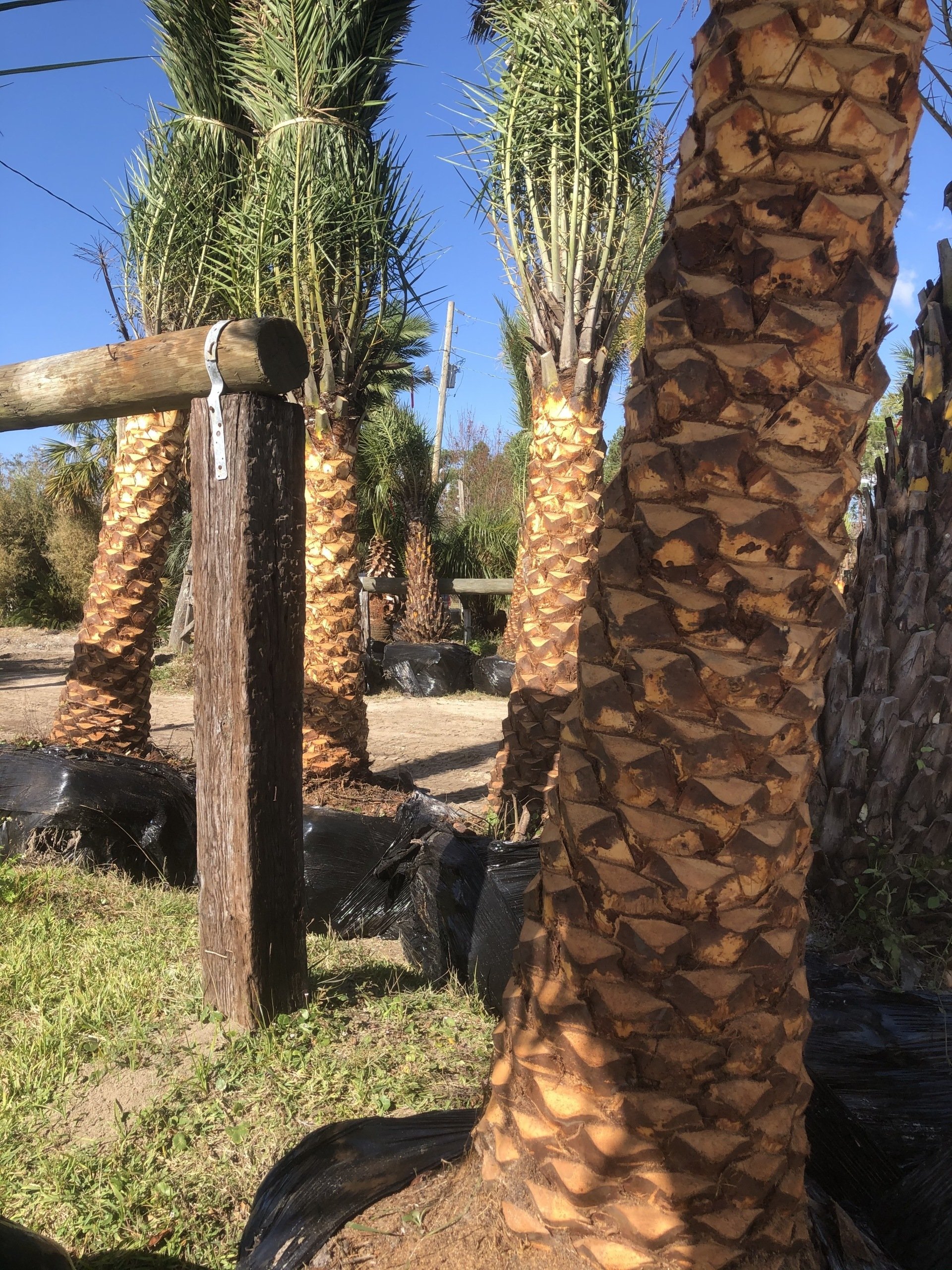 Palm Tree Service photos Bay Saint Louis, Mississippi South Beach