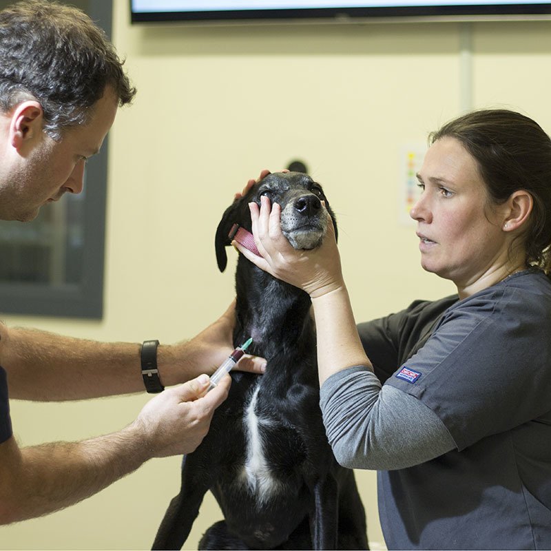 Victor Central Vet Clinic Gallery Image