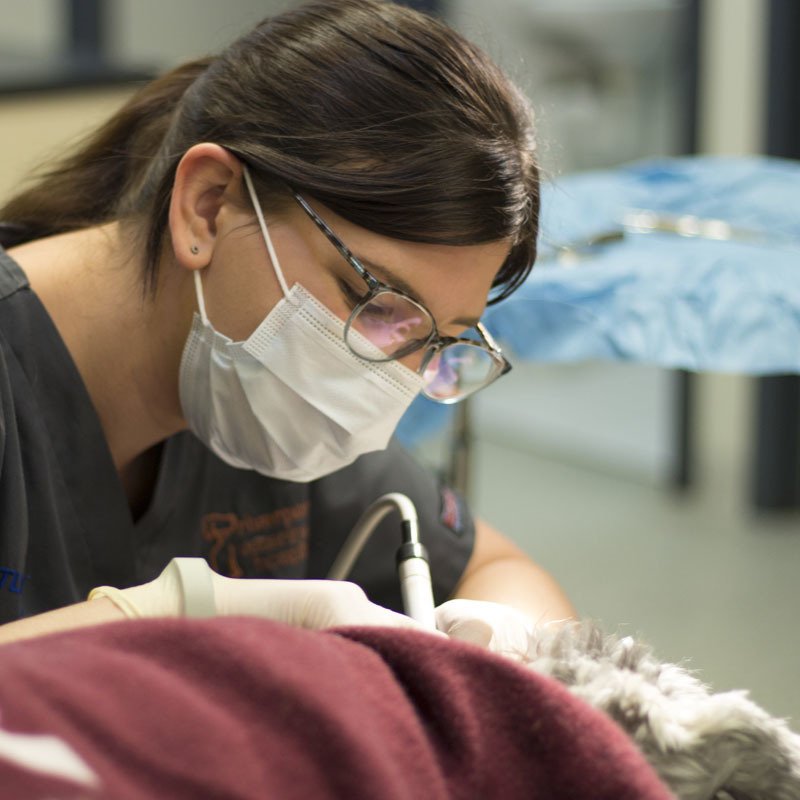 Victor Central Vet Clinic Gallery Image