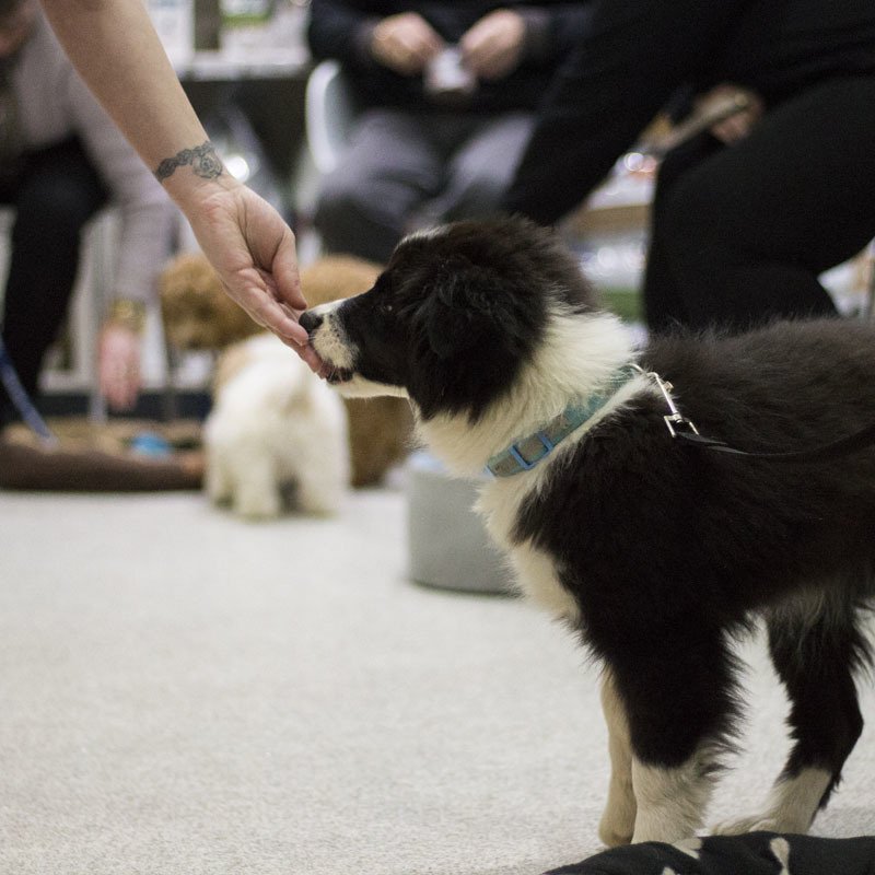 Victor Central Vet Clinic Gallery Image