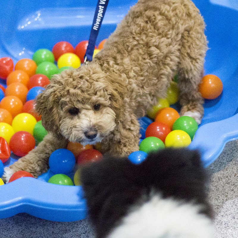 Victor Central Vet Clinic Gallery Image