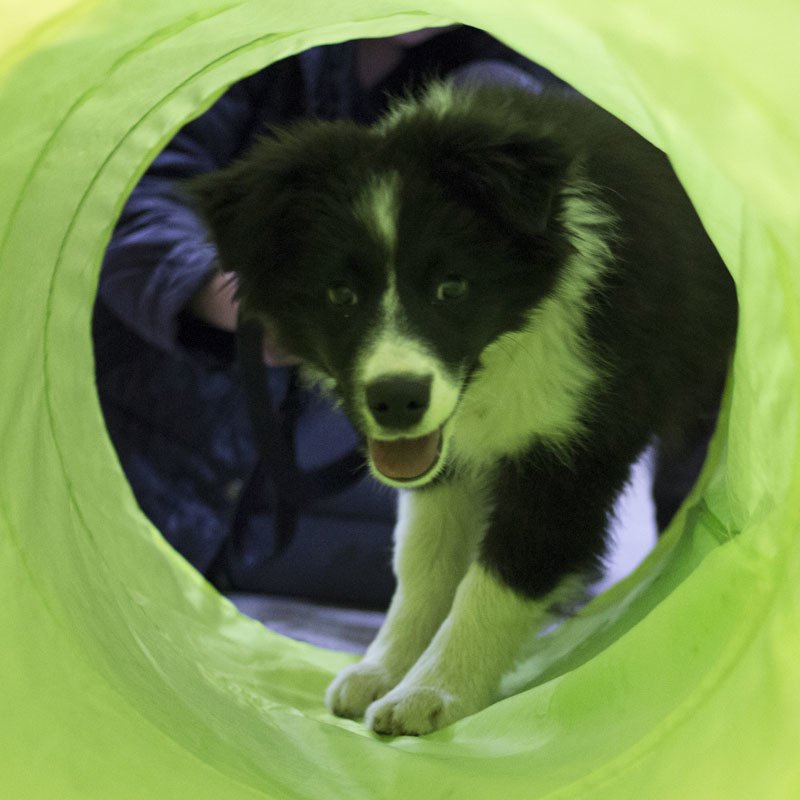 Victor Central Vet Clinic Gallery Image