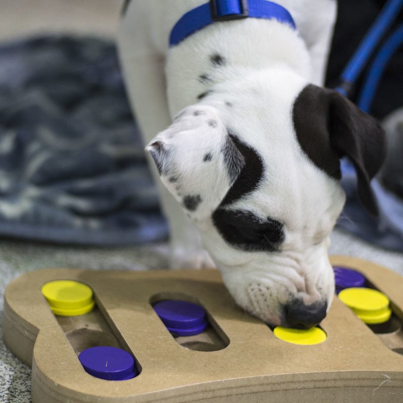 Victor Central Vet Clinic Gallery Image