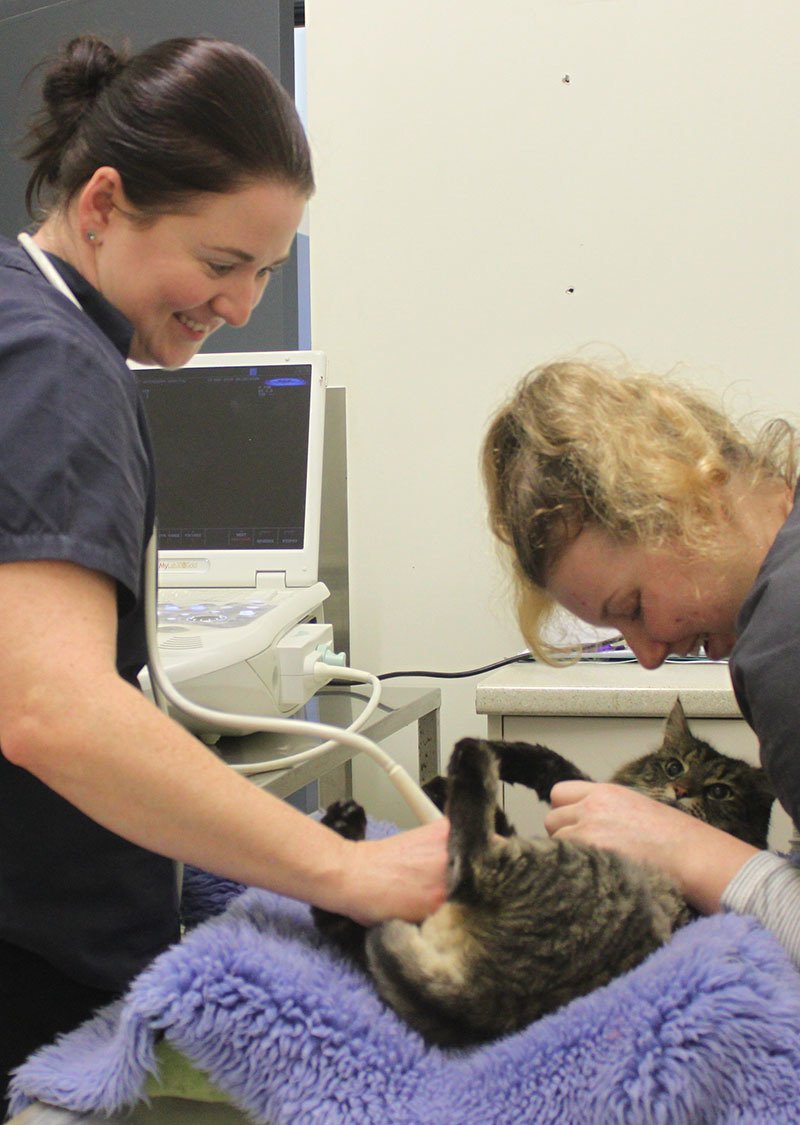 Victor Central Vet Clinic Gallery Image