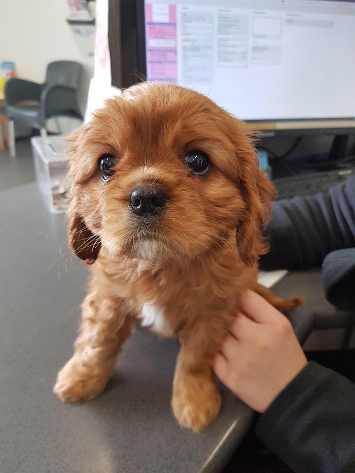 Victor Central Vet Clinic Gallery Image